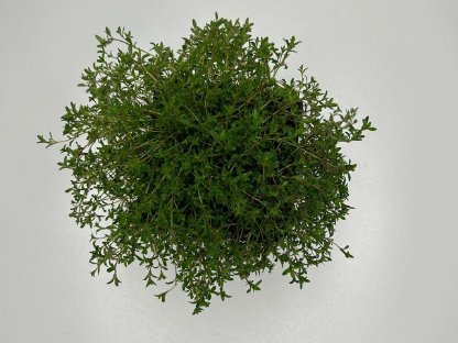 Bild 2:Bienenfreundliche Bodendecker, Kriechender Thymian