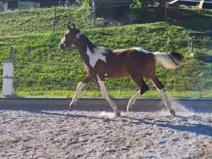 Bild 6:Pintowallach  Whisky the Champion