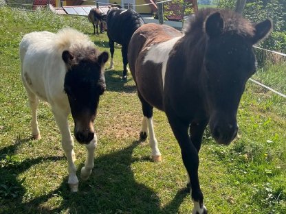 Shetlandpony Hengstfohlen