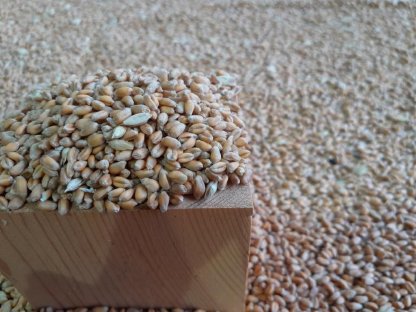 Bild 2:Bio-Getreide 2025