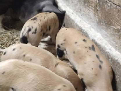 Bild 2:Duroc Iberico Berkshire Schwäbisch Ferkel