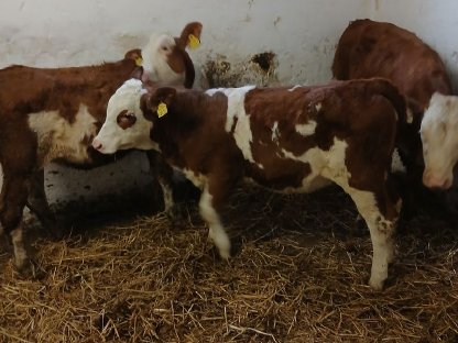 Bild 2:Fresser-FV weiblich