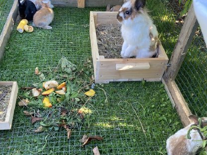 Bild 2:Zwergkaninchen