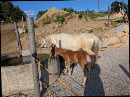 Bild 2:Liebe Ponystute Sunny an Bestplatz