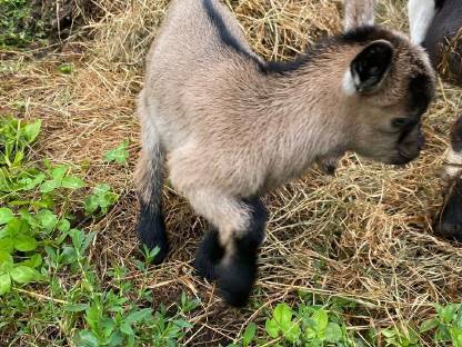 Bild 6:Mini-Zwergziege reserviert