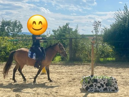 Bild 5:Reitpony Wallach, 130 cm, 300 kg