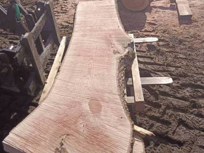 Bild 4:Eschenplatten