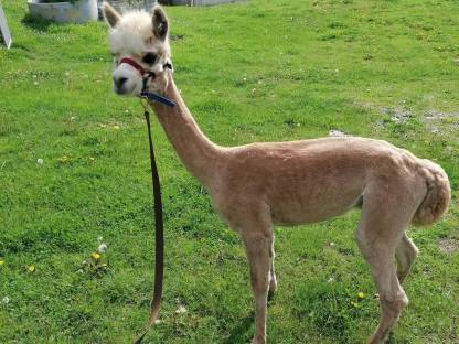 Bild 5:Alpaka Junghengst T Simba
