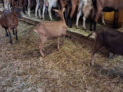 Bild 4:Toggenburger Mix in Milch