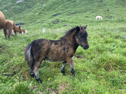 Minishetty Hengst