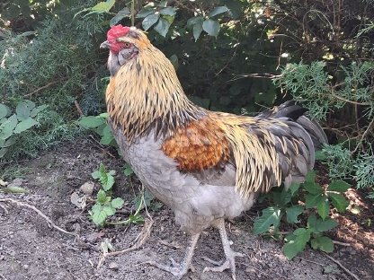 Bild 3:Prachtvoller Marans Hahn