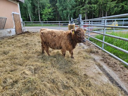 Bild 4:Galloway Kalbin