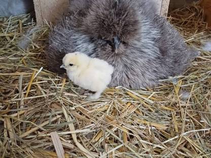 Bild 5:Zwergseidenhennen Seidenhennen