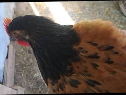 Bild 3:Junge Vorwerkhähne