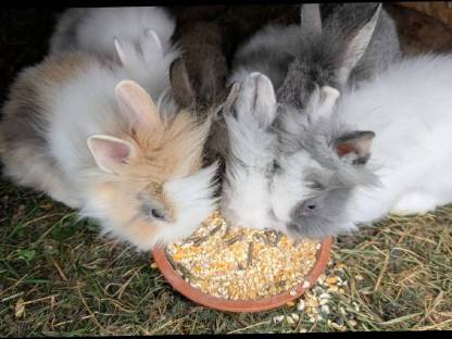 Bild 4:Löwenkopf-Zwergkaninchen zu vergeben