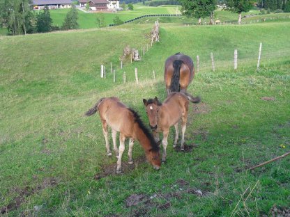 Bild 4:Perli und Paula