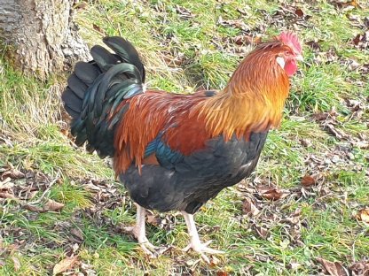 Sulmtaler Bio-Hahn