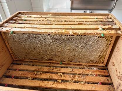 Bild 9:Ableger Bienenvölker Bienenkönigin