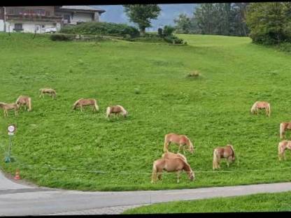 Bild 7:Tiroler Haflinger Wallach, Hengst, Jährling