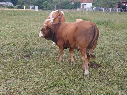 Einsteller/Stier