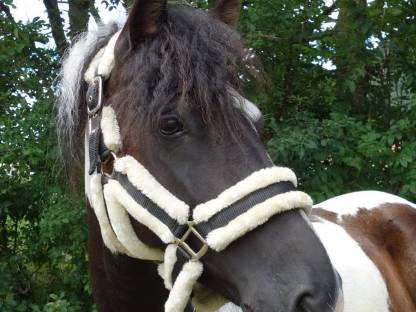 Ponywallach Amigo