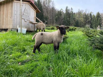Shropshire Lamm