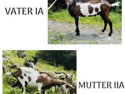 Bild 2:Trächtige HB-Tauernscheckenziege 'GRACIE'