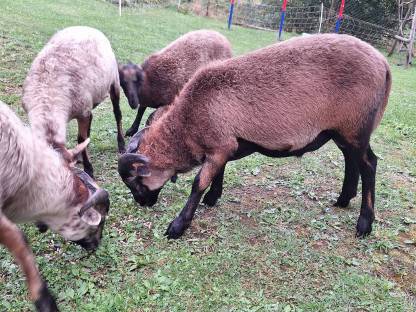 Bild 4:Kamerun-Mix Schafe