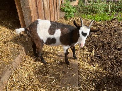 Bild 2:Tauernschecken Kitz weiblich