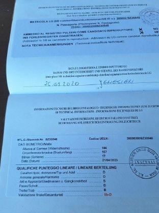 Bild 9:Verkaufe 5-jährige Südtiroler Stute