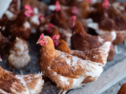 Bild 2:Bio-Legehennen zu verkaufen