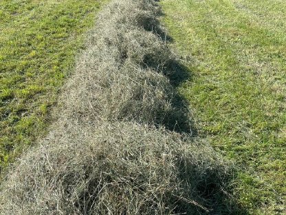 Bild 2:Bio Heu 2. Schnitt