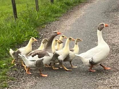 Österreichische Landgänse