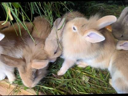 Bild 4:Löwenkopf Zwergkaninchen in allen Farben