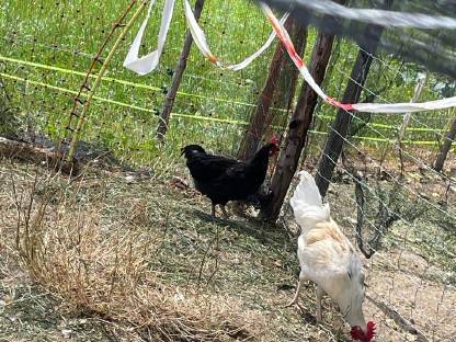 Bild 2:Hähne zu verschenken