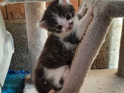 Ragdoll Mix Kätzchen