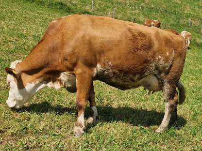 Verkaufe nicht trächtige BIO-Fleckviehkuh