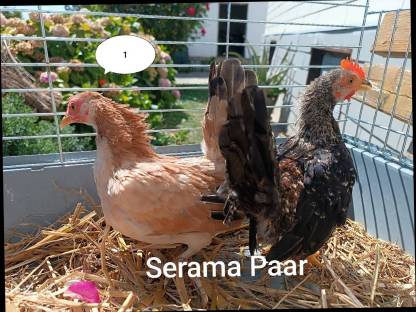 Serama Paar