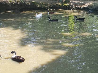 Junge Enten