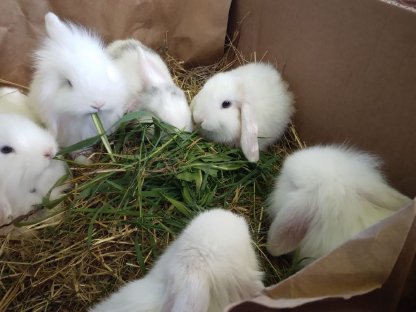 Bild 3:Kaninchen/Rassehasen abzugeben