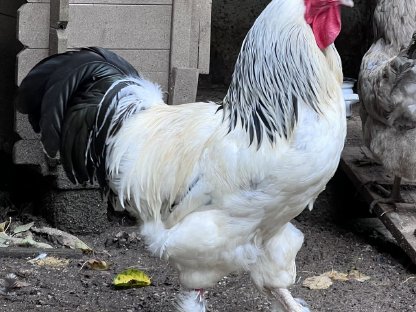 Bild 5:Charmante Gockel zu vergeben