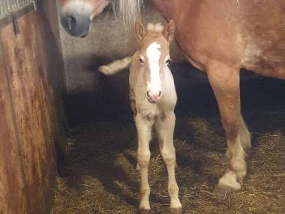 Bild 2:Haflinger Hengstfohlen