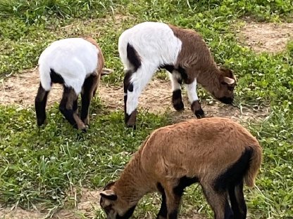 Bild 6:Kamerunschaf (Lamm) männlich