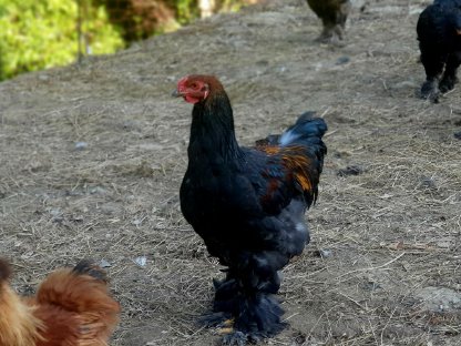 Bild 2:Junghähne abzugeben: Brahma, Orpington und Seidenhahn