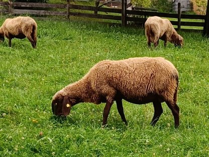 Bild 3:Braune Bergschafe