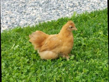 Seidenhuhn - Zwerg Cochin Mix