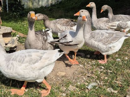 Verkaufe Junggänse