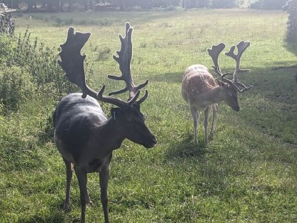 Damwild Damhirsch