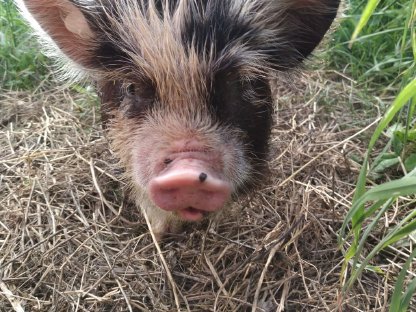 Bild 4:Bio Kune Kune Ferkel aus ganzjähriger Freilandhaltung