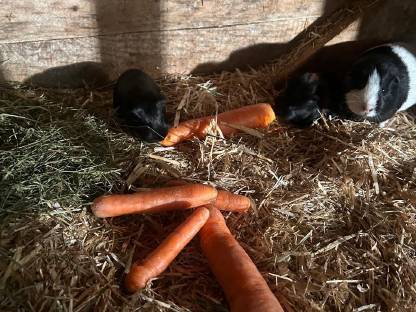 Bild 2:Süße kleine Meerschweinchen